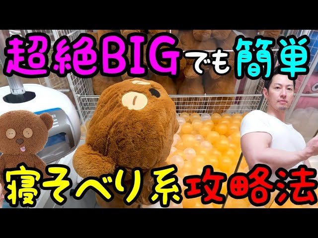 98％以上節約ここくま BIG ぬいぐるみ アミューズメント テディベア