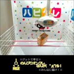 のんびりオンクレ😇なんか(   ﾟдﾟ)ｸﾚ!! ✨#オンクレ 😊#クレーンゲーム ☺#北海道