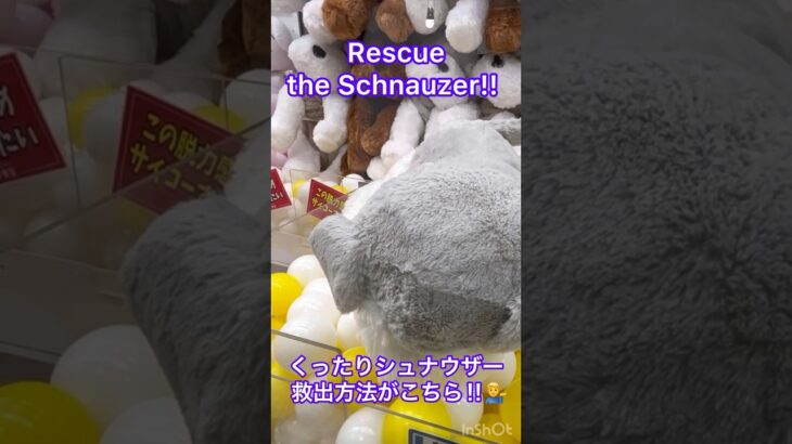 【クレーンゲーム】Rescue the Schnauzer!! ︎楽市楽座でくったりシュナウザーのぬいぐるみを救出‼︎