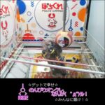 ぽち (９  ﾟдﾟ)9!!! #クレーンゲーム #ufoキャッチャー #ぽちくれ #サラブレッドコレクション