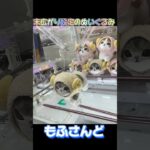 もふさんど!ぬいぐるみ攻略【クレーンゲーム】#クレーンゲーム #ufoキャッチャー #japan #ぬいぐるみ#モフサンド #cute