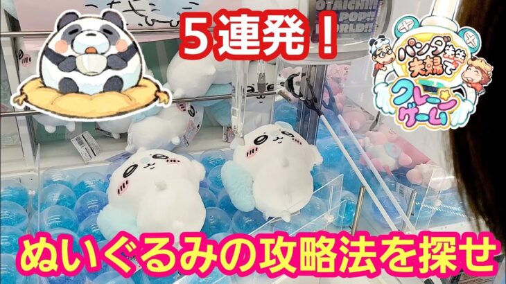 UFOキャッチャー ３本爪確率機でぬいぐるみの攻略法を探せ！【パンダ先生夫婦のクレーンゲーム】