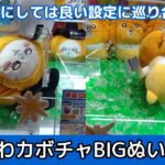 ちいかわモモンガ・うさぎガボチャBIGぬいぐるみ☆ 予想と違って…以外な結果だった【クレーンゲーム】