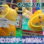 ちいかわうさぎ・モモンガカボチャぬいぐるみBIG後編☆そこに入れてしまうかー!!　嫁も上手くなったな〜【クレーンゲーム】