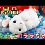 【クレーンゲーム】新景品チンチラのララちゃんを狙ってみた結果#クレーンゲーム