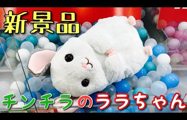 【クレーンゲーム】新景品チンチラのララちゃんを狙ってみた結果#クレーンゲーム