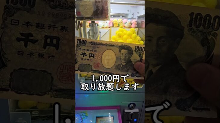 【超大量】ひよこキャッチャー1,000円チャレンジ！ #クレーンゲーム #ひよこ #ゲームセンター