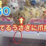 【クレーンゲーム】久しぶりのGIGOで最新のヒカキンぬいぐるみやちいかわにチャレンジ