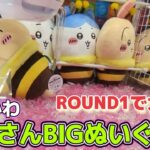 ちいかわハチさんBIGぬいぐるみ☆ ROUND1でうさぎと大激闘！！【クレーンゲーム】