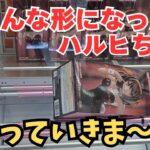 【夫婦でクレーンゲーム】登場初日に回遊館養父店さんで新作を攻略してきました!! ＃クレーンゲーム ＃ufoキャッチャー攻略 ＃クレーンゲームにこちゃんねる😊 ＃回遊館養父店