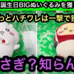 誕生日BIGぬいぐるみのちいかわとハチワレは一撃で獲れる方法あり！うさぎ？知らんな！【ちいかわ】【クレーンゲーム】【JapaneseClawMachine】【인형뽑기】【日本夾娃娃】