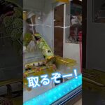 シャインマスカットボンボン取りたいよー😊 #ゲームセンター #クレーンゲーム景品 #クレーンゲーム #クレーンゲーム攻略 #ゲーセン #ufoキャッチャー #ミニクレーンゲーム
