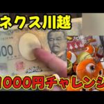 【ベネクス川越】 1000円で景品乱獲チャレンジ#clawmachine #japaneseclawmachine #ufoキャッチャー #クレーンゲーム #日本夾娃娃