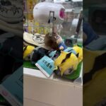 クレーンゲーム動画必殺技集55 ～アームでギリギリまで引き寄せて最後は掴み取って落とす！の件～ #クレーンゲームマスター #クレーンゲーム #ufoキャッチャー動画 #ゲームセンター #ゲーセン