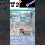 龍が如く8外伝 Pirates in Hawaii Mぬいぐるみ 真島吾朗(狂犬) #sega ##セガUFOキャッチャーオンライン #クレーンゲーム #三本爪 #龍が如く #セガプライズ