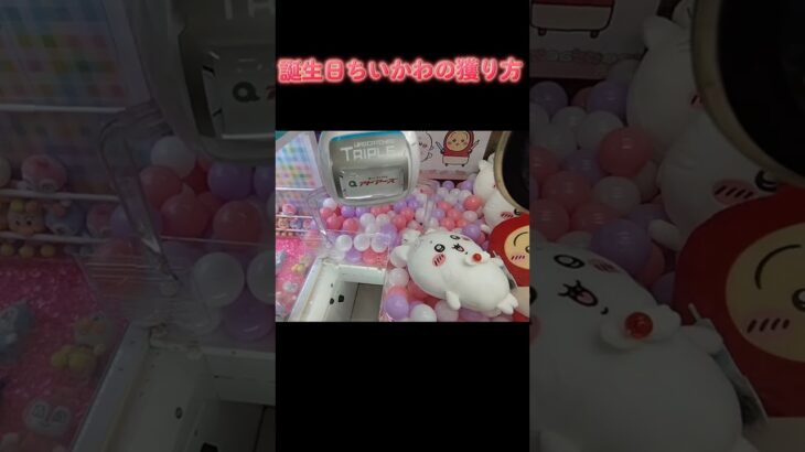 #ちいかわ #クレーンゲーム #ゲーセン #攻略 #確率無視 #確率機 #ハチワレ #うさぎ #誕生日ちいかわ  ちいかわ ゲームセンター  TikTok
