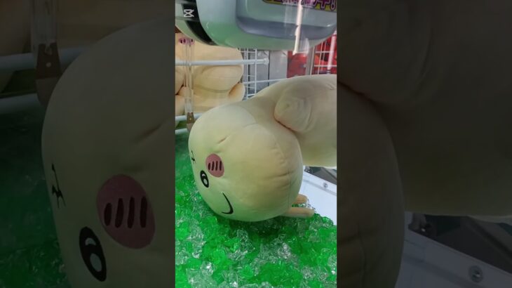 【クレーンゲーム】ちいかわ もっちる新作ぬいぐるみ攻略法👈　　#ちいかわ#クレーンゲームコツ#うさぎ#ぬいぐるみ新作#最新#攻略#取り方#UFOキャッチャー#ちい活#吉伊卡哇#小兔#娃娃机台#ハァ