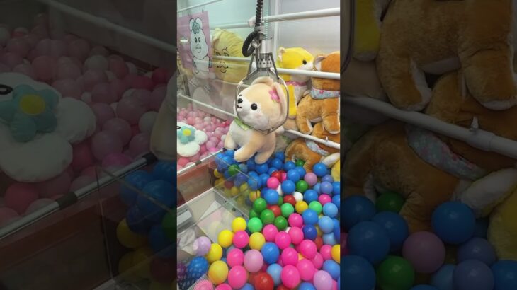 取りすぎちゃってごめんなさい🙇‍♂️ #shorts  #クレーンゲーム #ufoキャッチャー#ゲーセン #ゲームセンター  #arcade #clawmachine