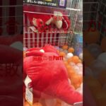 ティラノは、予想以上に強敵ダディダディでした。#ゲームセンター #ufoキャッチャー #クレーンゲームマスター #クレーンゲーム #ティラノサウルス #ゆるキャラ #西山ダディダディ