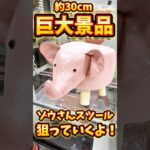 【フック設定】超巨大景品！ゾウさんスツール狙ってみた！#ベネクス #ベネクス川越 #ベネクス川越店 #ゾウ #スツール #アニマルスツール #フック #クレーンゲーム #クレゲ #ufoキャッチャー