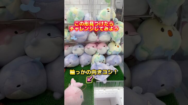 【そそる】この形を見るとやりたくなるよねぇ#クレーンゲーム#ufoキャッチャー #日本夾娃娃 #clawmachine#攻略#三本爪#short