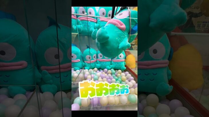 【クレーンゲーム】でっかいハンギョドン