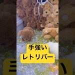 レトリーバー3兄弟を完成させたい#ゲームセンター#ゲーセン#ufoキャッチャー#クレーンゲーム#ゴールデンレトリバー#レトリバー#ぬいぐるみ#景品#gameplay#game#ゲーム#youtube