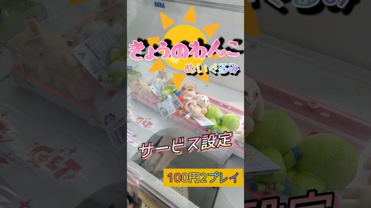 【この形、好き。】今日もBGMのおかげで薄い語りを聞けるレベルまで持っていきます。#shorts#クレーンゲーム#ゲーセン#コツ#お菓子#攻略#ちいかわ#ぬいぐるみ#3本爪#確率無視