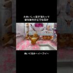 【小サイズ】イーブイGET！！　#ポケモン#pokemon #ポケットモンスター #クレーンゲーム#ぬいぐるみ