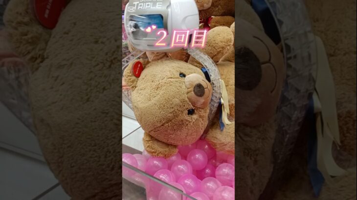 【速報！クレーンゲーム】可愛すぎるタイトー限定くまさん攻略法🐻💛　#くまのぬいぐるみ#人気#ふわふわ#クレーンゲームコツUFOキャッチャー##Teddy bear#clawmachine #玩具熊