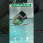万代書店山梨本店のクレーンゲームで海苔の景品をゲット #shorts