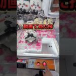 動画で見た技を実践する検証動画です☺他に検証して欲しい技あったらコメントで👍️#クレーンゲーム #ufoキャッチャー #ゲームセンター #クレーンゲーム攻略  #確率機