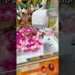 虫好きの個性派お姉さんに景品を取ってあげたい！#クレーンゲーム #ゲームセンター #ufoキャッチャー