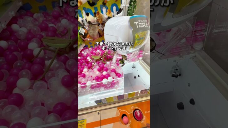 虫好きの個性派お姉さんに景品を取ってあげたい！#クレーンゲーム #ゲームセンター #ufoキャッチャー
