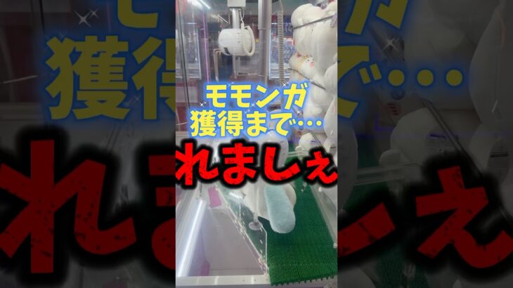 【攻略】みんなはいくらで獲れそう？？ #ちいかわ #ハチワレ #モモンガ #クレーンゲーム #ufoキャッチャー #clawmachine