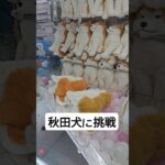 お家に秋田犬を連れて帰れるのか！？ #クレーンゲーム #ufoキャッチャー #ゲームセンター  #인형뽑기 #오락실 #ぬいぐるみ #ufocatcher #攻略 #犬 #秋田犬