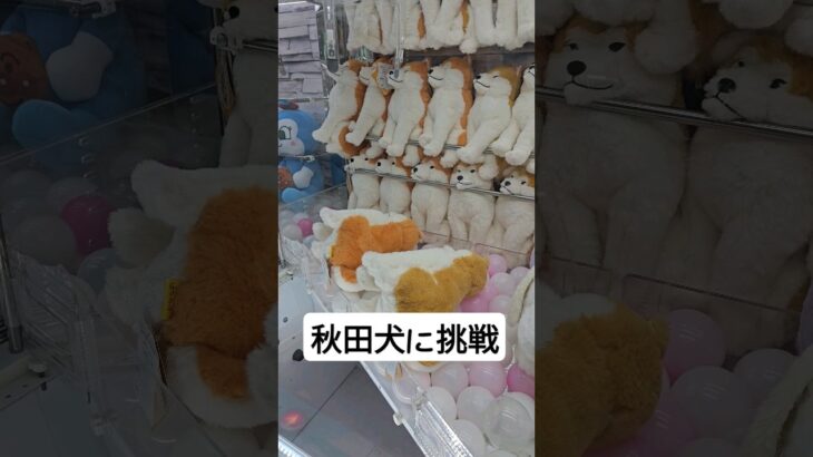 お家に秋田犬を連れて帰れるのか！？ #クレーンゲーム #ufoキャッチャー #ゲームセンター  #인형뽑기 #오락실 #ぬいぐるみ #ufocatcher #攻略 #犬 #秋田犬
