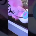 大好物の一撃必殺台クレーンゲームやってみたww#クレーンゲーム
