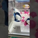 プロが魅せるぬいぐるみ攻略集4選#shorts #クレーンゲーム #ufoキャッチャー #ゲーセン #clawmachine #arcade #funny #tiktok