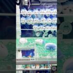 Chiikawa Claw Machine ちいかわ 景品 GET