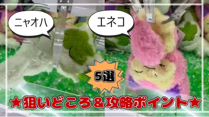 【くつろぎタイム】エネコ＆ニャオハGET！！　#ポケットモンスター #ポケモン #pokemon #ぬいぐるみ #クレーンゲーム