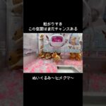 【転がりすぎ】小ヒメグマGET！！　#ポケモン#pokemon #ポケットモンスター #クレーンゲーム#ぬいぐるみ
