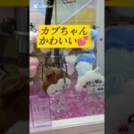 【完売間近！クレーンゲーム】ちいかわ寝そべり～かぶちゃん～💖　#ちいかわ#クレーンゲーム#かぶとむし#ぬいぐるみ#グッズ#最新#攻略#UFOキャッチャー#ねそべりマスコット#吉伊卡哇#娃娃机#かわいい