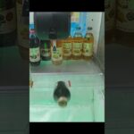 万代書店岩槻店のクレーンゲームでぶどうジュースと朝バナナゼリーの景品をゲット #shorts