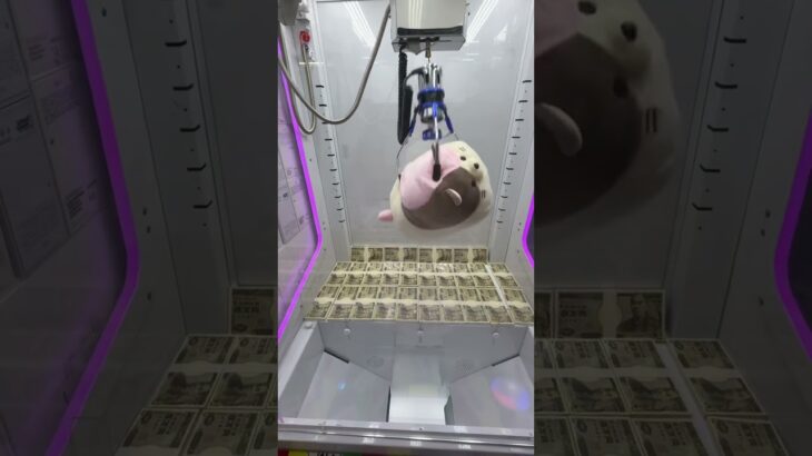 ぶるぶるネコを捕まえろ!?#shorts #クレーンゲーム #ufoキャッチャー #ゲーセン #clawmachine #arcade #funny #tiktok#自宅 #ネタ