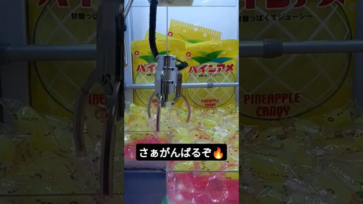 パインアメ取るぞ🍍 #クレーンゲーム #クレーンゲーム景品 #ゲームセンター #クレーンゲーム攻略 #ufoキャッチャー #ゲーセン #ミニクレーンゲーム #ショート #パインアメ