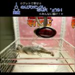 のんびりオンクレ、なんか(　ﾟдﾟ)ｸﾚ！ #ぬいぐるみ #ゲット #猫のぬいぐるみ