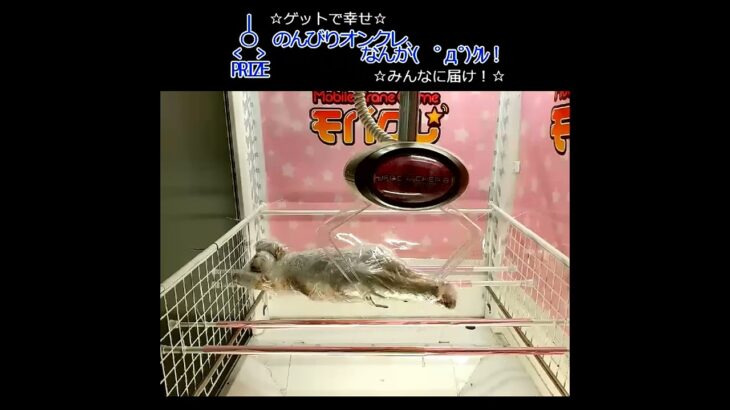のんびりオンクレ、なんか(　ﾟдﾟ)ｸﾚ！ #ぬいぐるみ #ゲット #猫のぬいぐるみ
