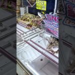え、ちょっと待って。  クレーンゲームで“するめ”取れるってどういうこと！？🦑笑  ぬいぐるみでもなく、お菓子でもなくイカ。完全に晩酌アイテムw  #するめゲーセン #謎景品 #クレーンゲーム戦利品