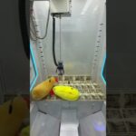 えびふらいが暴れすぎたwww#shorts #クレーンゲーム #ufoキャッチャー #ゲーセン #clawmachine #arcade #funny #tiktok#自宅 #ネタ